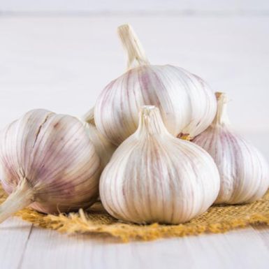 Garlic